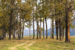 Μια όμορφη άποψη, ομάδα δέντρων στο chitwan εθνικό πάρκο Νεπάλ στοκ εικόνα με δικαίωμα ελεύθερης χρήσης Μια όμορφη άποψη, ομάδα δέντρων στο chitwan εθνικό πάρκο Νεπάλ στοκ εικόνα με δικαίωμα ελεύθερης χρήσης