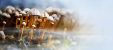 Μικρά μανιτάρια στο δάσος με την ομίχλη φθινοπώρου, σχήμα W πανοράματος Στοκ Εικόνες Μικρά μανιτάρια στο δάσος με την ομίχλη φθινοπώρου, σχήμα W πανοράματος Στοκ Εικόνες
