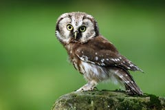 Μικρή βόρεια κουκουβάγια πουλιών, funereus Aegolius, που κάθεται στην πέτρα αγριόπευκων με το σαφές πράσινο δασικό υπόβαθρο στοκ φωτογραφία με δικαίωμα ελεύθερης χρήσης Μικρή βόρεια κουκουβάγια πουλιών, funereus Aegolius, που κάθεται στην πέτρα αγριόπευκων με το σαφές πράσινο δασικό υπόβαθρο στοκ φωτογραφία με δικαίωμα ελεύθερης χρήσης