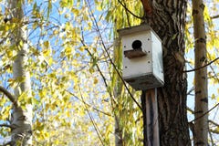 Μικροσκοπική ένωση διακοσμήσεων birdhouse στους κλάδους του δέντρου ιτιών στοκ φωτογραφία Μικροσκοπική ένωση διακοσμήσεων birdhouse στους κλάδους του δέντρου ιτιών στοκ φωτογραφία