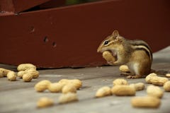 Μικρό chipmunk που παίρνει ένα μεγάλο δάγκωμα στοκ φωτογραφία με δικαίωμα ελεύθερης χρήσης Μικρό chipmunk που παίρνει ένα μεγάλο δάγκωμα στοκ φωτογραφία με δικαίωμα ελεύθερης χρήσης