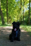 Μικρό Schnauzer σε ένα δάσος στοκ φωτογραφία με δικαίωμα ελεύθερης χρήσης Μικρό Schnauzer σε ένα δάσος στοκ φωτογραφία με δικαίωμα ελεύθερης χρήσης