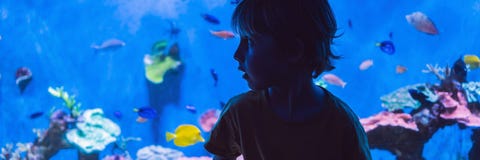 Μικρό παιδί, παιδί που προσέχει το κοπάδι των ψαριών που κολυμπούν στο oceanarium, παιδιά που απολαμβάνει την υποβρύχια ζωή στο Ε στοκ φωτογραφία με δικαίωμα ελεύθερης χρήσης Μικρό παιδί, παιδί που προσέχει το κοπάδι των ψαριών που κολυμπούν στο oceanarium, παιδιά που απολαμβάνει την υποβρύχια ζωή στο Ε στοκ φωτογραφία με δικαίωμα ελεύθερης χρήσης