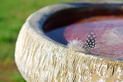 Μικρό φτερό δρυοκολαπτών σε Birdbath στοκ εικόνα με δικαίωμα ελεύθερης χρήσης Μικρό φτερό δρυοκολαπτών σε Birdbath στοκ εικόνα με δικαίωμα ελεύθερης χρήσης