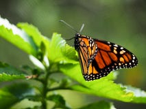 Μονάρχης Butterly στο φύλλο στοκ εικόνα με δικαίωμα ελεύθερης χρήσης Μονάρχης Butterly στο φύλλο στοκ εικόνα με δικαίωμα ελεύθερης χρήσης