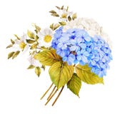 Μπλε άσπρη γαμήλια ανθοδέσμη λουλουδιών Hydrangea Watercolor, τριαντάφυλλα α απεικόνιση αποθεμάτων Μπλε άσπρη γαμήλια ανθοδέσμη λουλουδιών Hydrangea Watercolor, τριαντάφυλλα α απεικόνιση αποθεμάτων