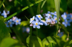 Μπλε forget-me-nots λουλούδια στη χλόη στοκ φωτογραφίες με δικαίωμα ελεύθερης χρήσης Μπλε forget-me-nots λουλούδια στη χλόη στοκ φωτογραφίες με δικαίωμα ελεύθερης χρήσης