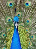 μπλε peacock στοκ φωτογραφίες μπλε peacock στοκ φωτογραφίες