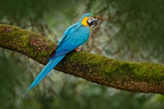 Μπλε-και-κίτρινο macaw, ararauna Ara, μεγάλος νότος - αμερικανικός παπαγάλος Στοκ Φωτογραφίες Μπλε-και-κίτρινο macaw, ararauna Ara, μεγάλος νότος - αμερικανικός παπαγάλος Στοκ Φωτογραφίες