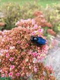 Μπλε μέλισσα ξυλουργών & x28 Xylocopa violacea& x29 σε ένα ρόδινο λουλούδι στοκ φωτογραφία Μπλε μέλισσα ξυλουργών & x28 Xylocopa violacea& x29 σε ένα ρόδινο λουλούδι στοκ φωτογραφία