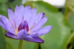 Μπλε πορφυρός στενός επάνω Waterlily στοκ φωτογραφία με δικαίωμα ελεύθερης χρήσης Μπλε πορφυρός στενός επάνω Waterlily στοκ φωτογραφία με δικαίωμα ελεύθερης χρήσης