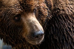 Μπροστινή άποψη της καφετιάς αρκούδας Το πορτρέτο Kamchatka αντέχει στοκ φωτογραφίες με δικαίωμα ελεύθερης χρήσης Μπροστινή άποψη της καφετιάς αρκούδας Το πορτρέτο Kamchatka αντέχει στοκ φωτογραφίες με δικαίωμα ελεύθερης χρήσης