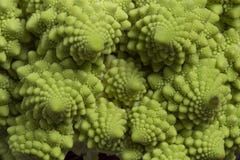 Μπρόκολο Romanesco στοκ εικόνες Μπρόκολο Romanesco στοκ εικόνες