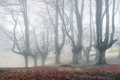 Μυστήριο δάσος με την ομίχλη στοκ εικόνες Μυστήριο δάσος με την ομίχλη στοκ εικόνες