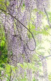 Μωβ ιώδης θάμνος Wisteria που αναρριχείται στα λουλούδια, υπαίθριος στενός επάνω στοκ εικόνα με δικαίωμα ελεύθερης χρήσης Μωβ ιώδης θάμνος Wisteria που αναρριχείται στα λουλούδια, υπαίθριος στενός επάνω στοκ εικόνα με δικαίωμα ελεύθερης χρήσης