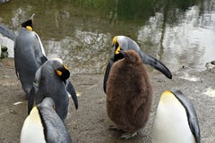 Μωρό αυτοκρατόρων penguin που περιβάλλεται από τα ενήλικα ζώα στοκ φωτογραφίες Μωρό αυτοκρατόρων penguin που περιβάλλεται από τα ενήλικα ζώα στοκ φωτογραφίες
