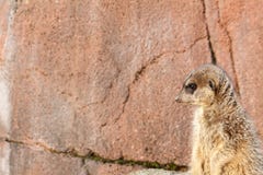 Μόνο αριστερό που κοιτάζει επίμονα meerkat στοκ εικόνες με δικαίωμα ελεύθερης χρήσης Μόνο αριστερό που κοιτάζει επίμονα meerkat στοκ εικόνες με δικαίωμα ελεύθερης χρήσης
