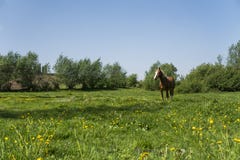 Μόνο καφετί άλογο σε μια αλυσίδα που βόσκει στο πράσινο λιβάδι με τα κίτρινα λουλούδια ενάντια στο μπλε ουρανό και τα δέντρα καλλ στοκ φωτογραφία με δικαίωμα ελεύθερης χρήσης Μόνο καφετί άλογο σε μια αλυσίδα που βόσκει στο πράσινο λιβάδι με τα κίτρινα λουλούδια ενάντια στο μπλε ουρανό και τα δέντρα καλλ στοκ φωτογραφία με δικαίωμα ελεύθερης χρήσης