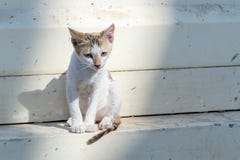 Μόνο λυπημένο άστεγο γατάκι κοντά στον τοίχο στην οδό πόλεων στοκ εικόνες Μόνο λυπημένο άστεγο γατάκι κοντά στον τοίχο στην οδό πόλεων στοκ εικόνες