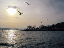 Μύγα γλάρων πίσω από ένα σκάφος στον ουρανό ηλιοβασιλέματος στοκ εικόνες Μύγα γλάρων πίσω από ένα σκάφος στον ουρανό ηλιοβασιλέματος στοκ εικόνες