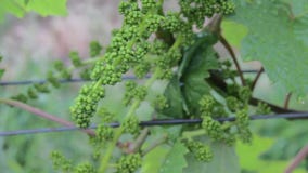 Νέα άμπελος στο wineyard Κινηματογράφηση σε πρώτο πλάνο της αμπέλου Wineyard στην άνοιξη Τοπίο αμπελώνων Σειρές αμπελώνων στο νότ απόθεμα βίντεο Νέα άμπελος στο wineyard Κινηματογράφηση σε πρώτο πλάνο της αμπέλου Wineyard στην άνοιξη Τοπίο αμπελώνων Σειρές αμπελώνων στο νότ απόθεμα βίντεο