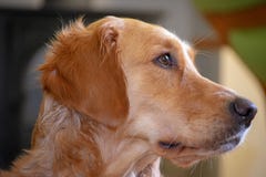 Νέα χρυσή retriever άποψη σχεδιαγράμματος στοκ εικόνες με δικαίωμα ελεύθερης χρήσης Νέα χρυσή retriever άποψη σχεδιαγράμματος στοκ εικόνες με δικαίωμα ελεύθερης χρήσης