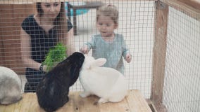 Νέα όμορφη μητέρα με λίγη κόρη που εξετάζει τα κουνέλια στο κλουβί, που ταΐζει τους απόθεμα βίντεο Νέα όμορφη μητέρα με λίγη κόρη που εξετάζει τα κουνέλια στο κλουβί, που ταΐζει τους απόθεμα βίντεο