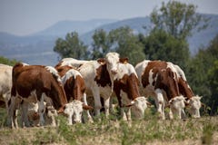 Νέες αγελάδες Montbeliarde με τα μικρά κέρατα που βόσκουν σε μια σειρά στοκ φωτογραφίες Νέες αγελάδες Montbeliarde με τα μικρά κέρατα που βόσκουν σε μια σειρά στοκ φωτογραφίες