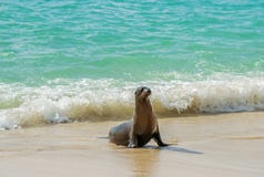 Νέο Galapagos λιοντάρι θάλασσας, Galapagos νησιά, Ισημερινός στοκ εικόνα Νέο Galapagos λιοντάρι θάλασσας, Galapagos νησιά, Ισημερινός στοκ εικόνα