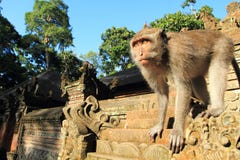 Νέο καβούρι που τρώει Macaque, ναός πιθήκων Ubud, Μπαλί, Ινδονησία Νέο καβούρι που τρώει Macaque, ναός πιθήκων Ubud, Μπαλί, Ινδονησία
