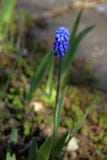 Νέο λουλούδι μπλε στενού επάνω Muscari στοκ εικόνα Νέο λουλούδι μπλε στενού επάνω Muscari στοκ εικόνα