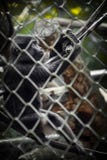 Νέο μαύρο Macaque που παίζει με το λαστιχένιο σχοινί ελαστικών αυτοκινήτου, στο ζωολογικό κήπο Ragunan, την Τζακάρτα, Ινδονησία στοκ εικόνες Νέο μαύρο Macaque που παίζει με το λαστιχένιο σχοινί ελαστικών αυτοκινήτου, στο ζωολογικό κήπο Ragunan, την Τζακάρτα, Ινδονησία στοκ εικόνες