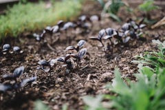 Νέοι νεαροί βλαστοί του βασιλικού και του arugula στον κήπο, καρυκεύματα ανάπτυξης Οργανική κηπουρική λαχανικών φύλλων στοκ εικόνες με δικαίωμα ελεύθερης χρήσης Νέοι νεαροί βλαστοί του βασιλικού και του arugula στον κήπο, καρυκεύματα ανάπτυξης Οργανική κηπουρική λαχανικών φύλλων στοκ εικόνες με δικαίωμα ελεύθερης χρήσης