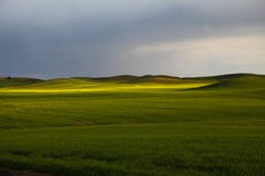 Να εξισώσει στο Palouse στην ανατολική Ουάσιγκτον στοκ φωτογραφία Να εξισώσει στο Palouse στην ανατολική Ουάσιγκτον στοκ φωτογραφία