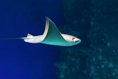 Να επιπλεύσει Stingray υποβρύχιο στον ήλιο, πλάγια όψη στοκ φωτογραφίες Να επιπλεύσει Stingray υποβρύχιο στον ήλιο, πλάγια όψη στοκ φωτογραφίες