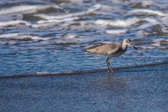 Να προμηθεύσει με ζωοτροφές πουλιών νερού Sanderling για τα τρόφιμα στην παραλία κοντά στο ωκεάνιο νερό στοκ εικόνα Να προμηθεύσει με ζωοτροφές πουλιών νερού Sanderling για τα τρόφιμα στην παραλία κοντά στο ωκεάνιο νερό στοκ εικόνα