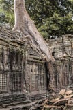 Ναός TA Prohm σε Angkor Wat, δέντρο στις καταστροφές ναών, Cambodi στοκ φωτογραφία με δικαίωμα ελεύθερης χρήσης Ναός TA Prohm σε Angkor Wat, δέντρο στις καταστροφές ναών, Cambodi στοκ φωτογραφία με δικαίωμα ελεύθερης χρήσης