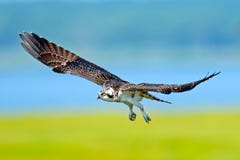 Νεανικό Osprey στοκ εικόνα με δικαίωμα ελεύθερης χρήσης Νεανικό Osprey στοκ εικόνα με δικαίωμα ελεύθερης χρήσης