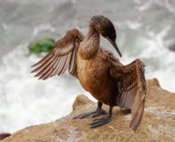 Νεανικό seagull επικεντρώνεται στην αρχή να διαδίδονται τα φτερά για να βοηθήσει τα ξηρά φτερά στοκ εικόνα με δικαίωμα ελεύθερης χρήσης Νεανικό seagull επικεντρώνεται στην αρχή να διαδίδονται τα φτερά για να βοηθήσει τα ξηρά φτερά στοκ εικόνα με δικαίωμα ελεύθερης χρήσης