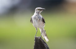 Νεανικό βόρειο Mockingbird molt, Γεωργία ΗΠΑ στοκ φωτογραφίες Νεανικό βόρειο Mockingbird molt, Γεωργία ΗΠΑ στοκ φωτογραφίες