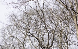 Νεκρό δέντρο σε ένα άσπρο υπόβαθρο στοκ εικόνα Νεκρό δέντρο σε ένα άσπρο υπόβαθρο στοκ εικόνα