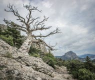 Νεκρό πεύκο λειψάνων πάνω από το βράχο στοκ φωτογραφίες με δικαίωμα ελεύθερης χρήσης Νεκρό πεύκο λειψάνων πάνω από το βράχο στοκ φωτογραφίες με δικαίωμα ελεύθερης χρήσης