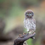 Νεολαίες λίγη συνεδρίαση noctua Athene κουκουβαγιών σε ένα ραβδί και εξέταση τη κάμερα στοκ εικόνα Νεολαίες λίγη συνεδρίαση noctua Athene κουκουβαγιών σε ένα ραβδί και εξέταση τη κάμερα στοκ εικόνα