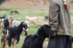 Νομάδας με μια αίγα στα βουνά Zagros στοκ φωτογραφία με δικαίωμα ελεύθερης χρήσης Νομάδας με μια αίγα στα βουνά Zagros στοκ φωτογραφία με δικαίωμα ελεύθερης χρήσης