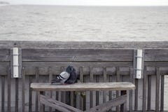Νότια Καρολίνα παραλιών τρέλας, στις 17 Φεβρουαρίου 2018 - δύο περιστέρια που κάθονται σε έναν πάγκο στην αλιεία της αποβάθρας πο στοκ φωτογραφίες Νότια Καρολίνα παραλιών τρέλας, στις 17 Φεβρουαρίου 2018 - δύο περιστέρια που κάθονται σε έναν πάγκο στην αλιεία της αποβάθρας πο στοκ φωτογραφίες