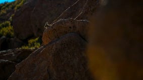 Νότιο Viscacha ή Vizcacha Lagidium Viscacia στο υψηλό των Άνδεων οροπέδιο εγκαταλείπει στη Βολιβία στοκ φωτογραφία με δικαίωμα ελεύθερης χρήσης Νότιο Viscacha ή Vizcacha Lagidium Viscacia στο υψηλό των Άνδεων οροπέδιο εγκαταλείπει στη Βολιβία στοκ φωτογραφία με δικαίωμα ελεύθερης χρήσης