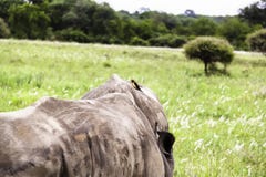 Νότιος άσπρος ρινόκερος με Oxpecker στοκ φωτογραφίες Νότιος άσπρος ρινόκερος με Oxpecker στοκ φωτογραφίες