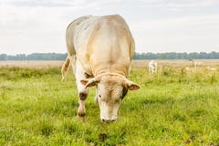 Ξανθός ταύρος δ ` Aquitaine στοκ εικόνες με δικαίωμα ελεύθερης χρήσης Ξανθός ταύρος δ ` Aquitaine στοκ εικόνες με δικαίωμα ελεύθερης χρήσης