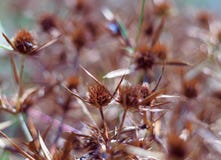 Ξηρά άνθη ενός μπλε-κεφαλιού στον τομέα Το έντονο πορτοκαλί χρώμα της επάνθισης δείχνει την ωριμότητα των σπόρων κλείστε στοκ φωτογραφίες Ξηρά άνθη ενός μπλε-κεφαλιού στον τομέα Το έντονο πορτοκαλί χρώμα της επάνθισης δείχνει την ωριμότητα των σπόρων κλείστε στοκ φωτογραφίες