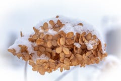 Ξηρά λουλούδια hydrangea το χειμώνα που καλύπτεται με το φρέσκο χιόνι στοκ φωτογραφία Ξηρά λουλούδια hydrangea το χειμώνα που καλύπτεται με το φρέσκο χιόνι στοκ φωτογραφία